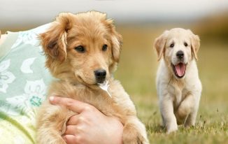 Golden Retriever Instruction Strategies For Negative Dog Behavior