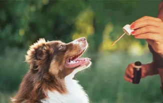 Why Dog CBD Oil is the Must-Have Supplement for a Healthier, Happier Pup