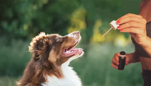 Why Dog CBD Oil is the Must-Have Supplement for a Healthier, Happier Pup