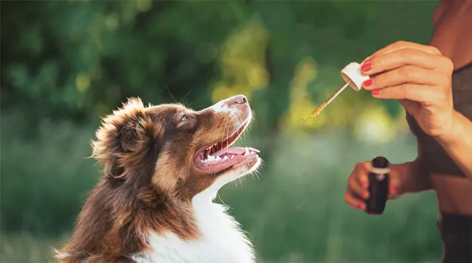 Why Dog CBD Oil is the Must-Have Supplement for a Healthier, Happier Pup